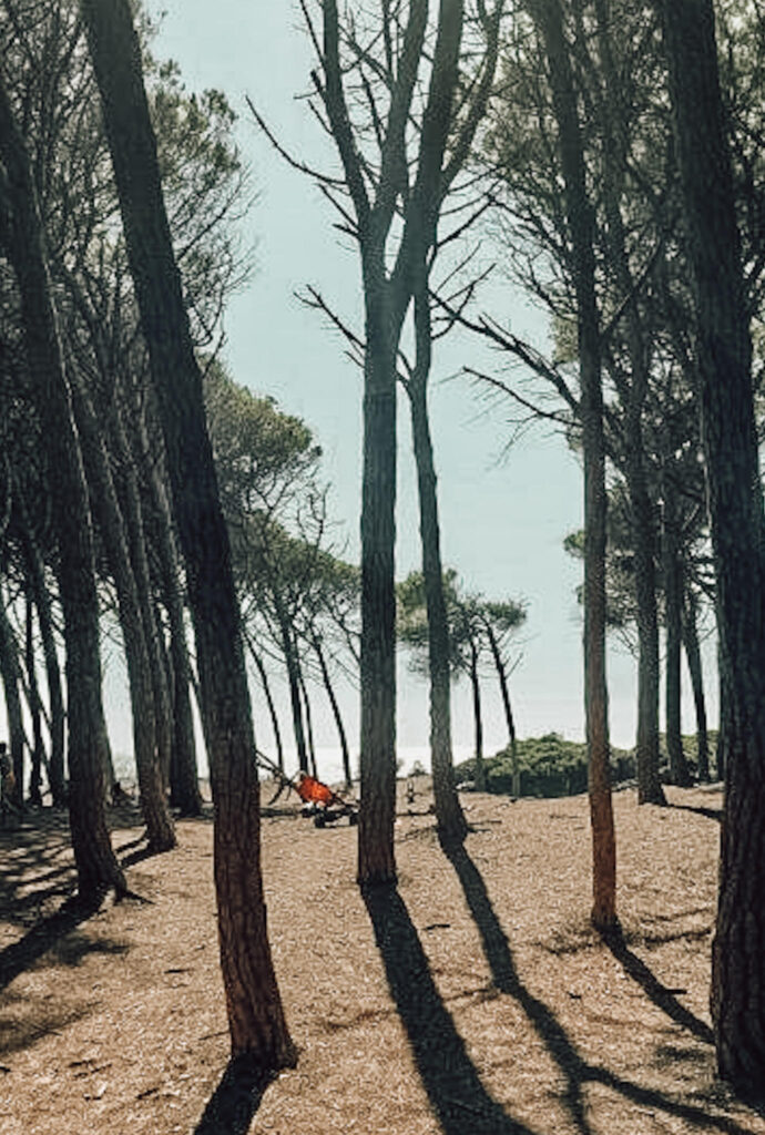 Pinienwald in Cecina in Italien mit Meer im Hintergrund